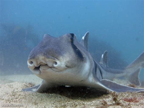 port jackson köpek balığı
